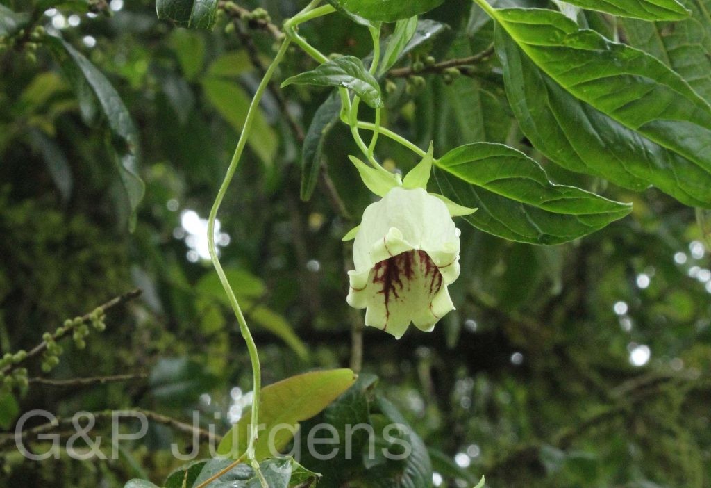 Bhutan2012 675