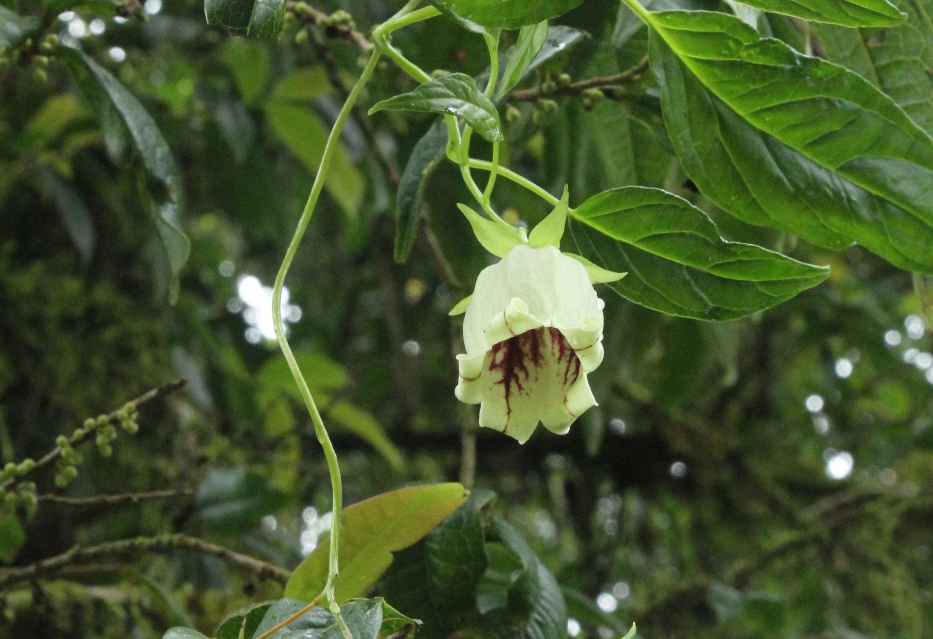 Codonopsis inflata — Campanulaceae