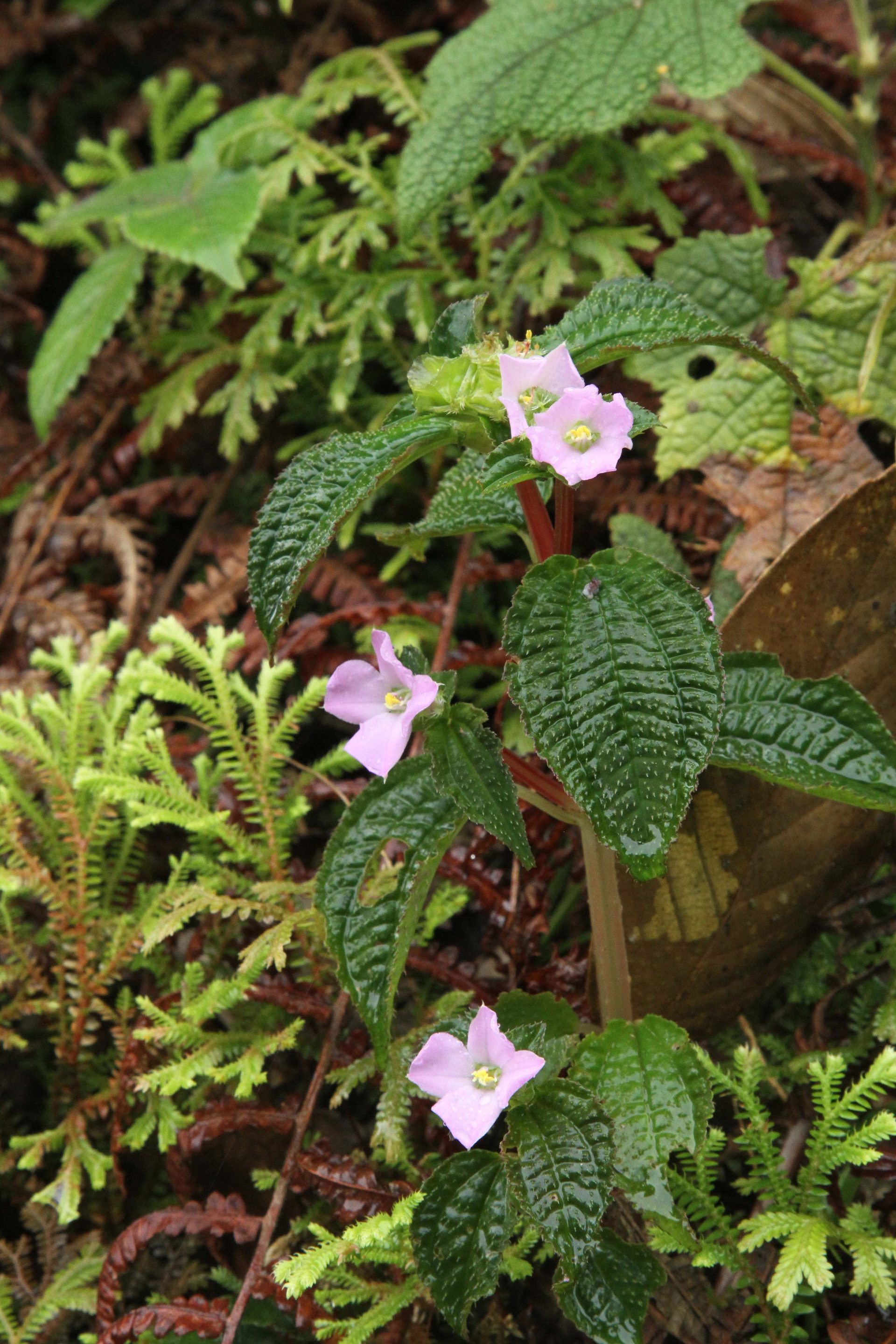 Sarcopyramis nepalensis — Melastomataceae