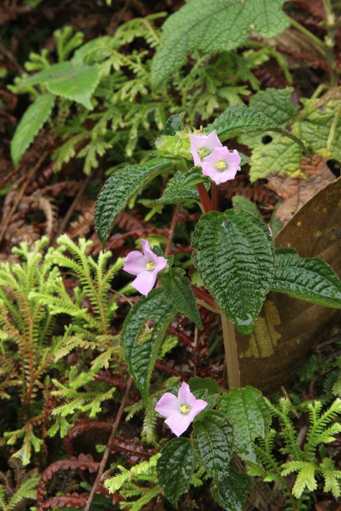 Bhutan2012 676