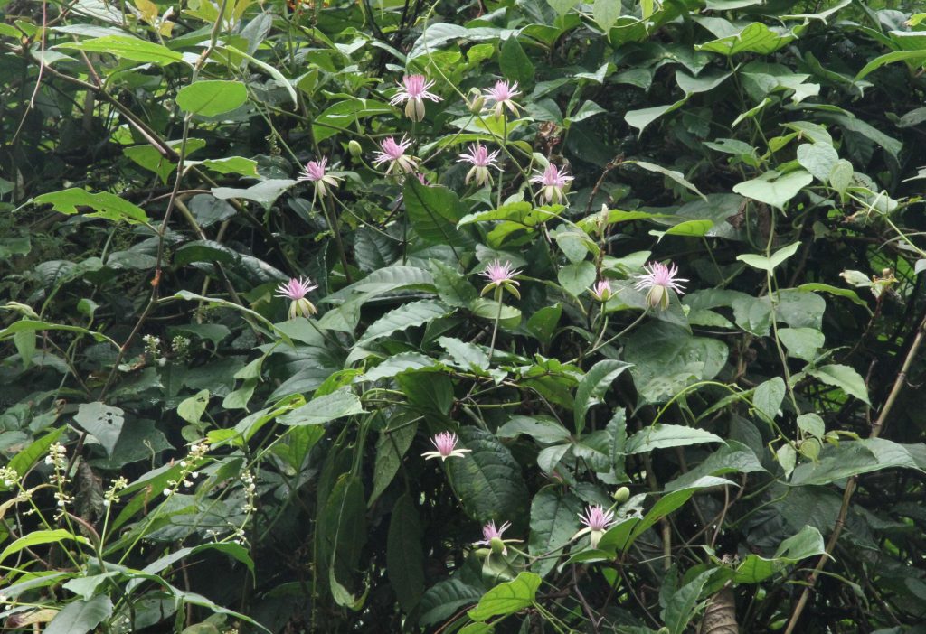 Bhutan2012 680