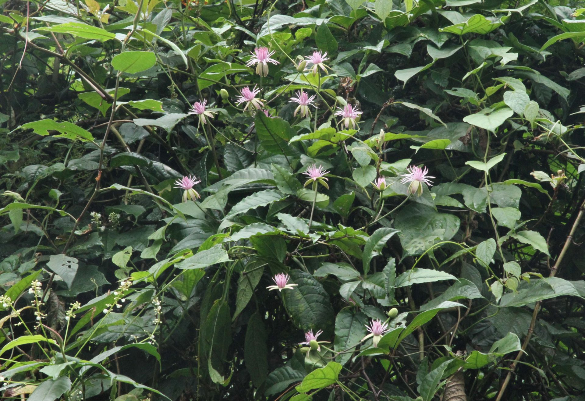 Clematis barbellata — Ranunculaceae