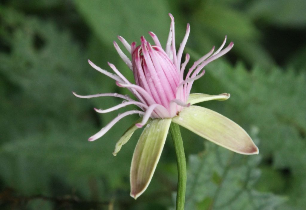 Bhutan2012 681