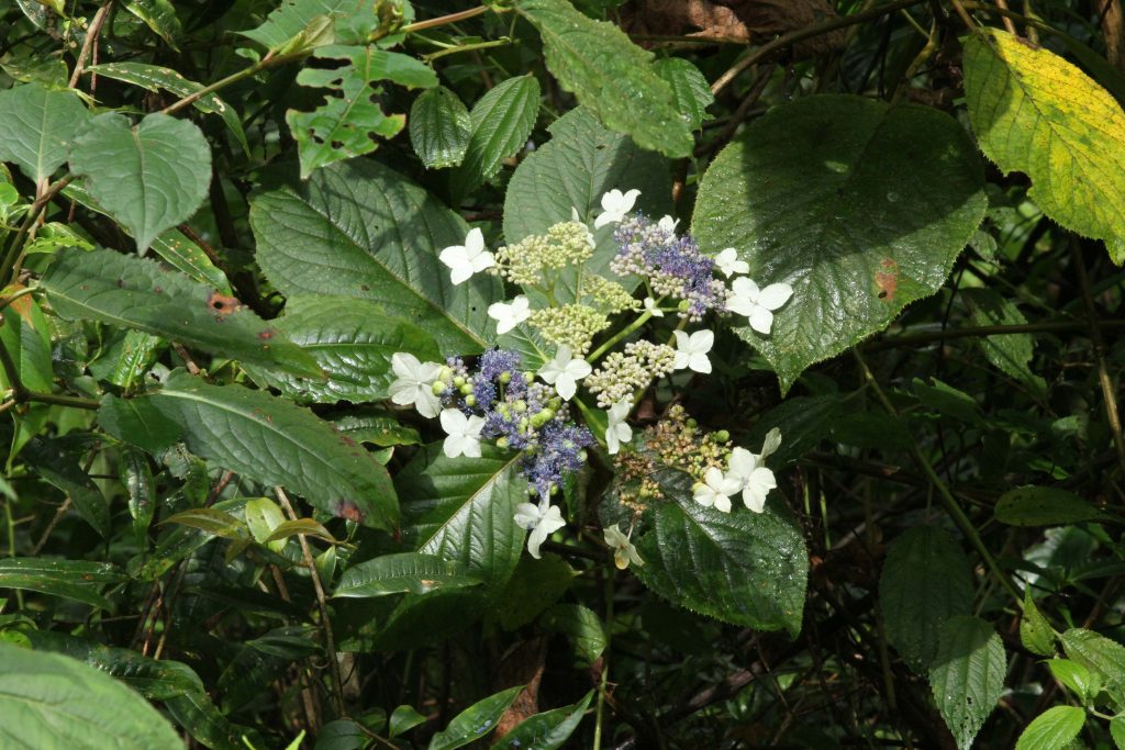 Bhutan2012 692