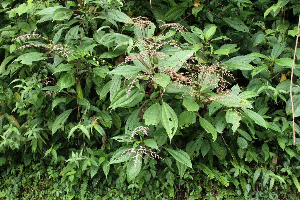 Bhutan2012 693