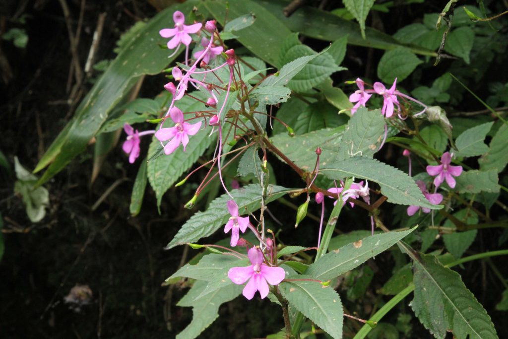 Bhutan2012 696