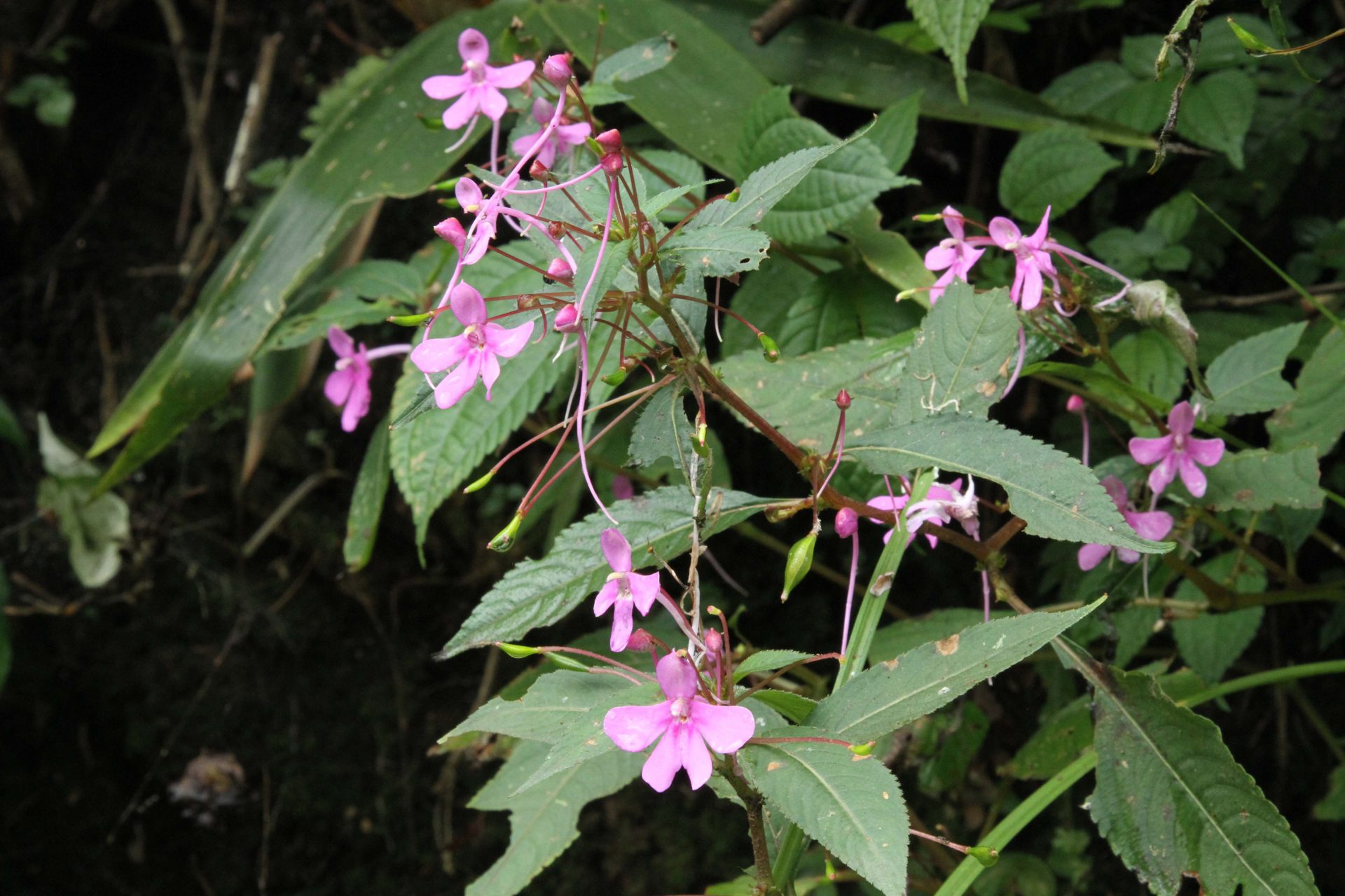 Impatiens exilis — Balsaminaceae
