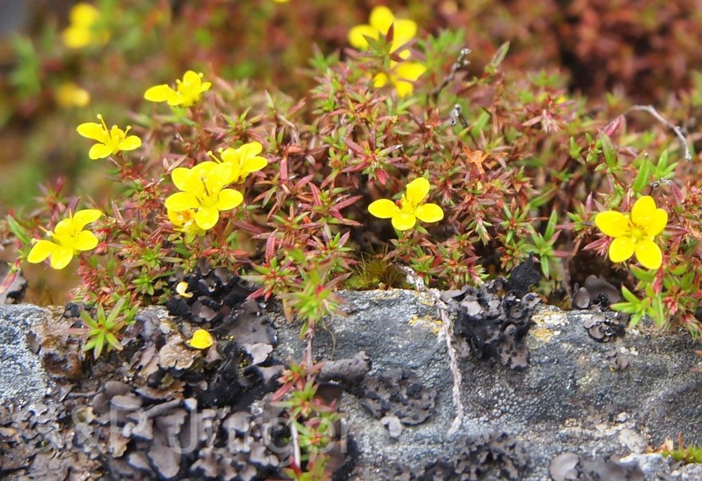 Bhutan2012 70