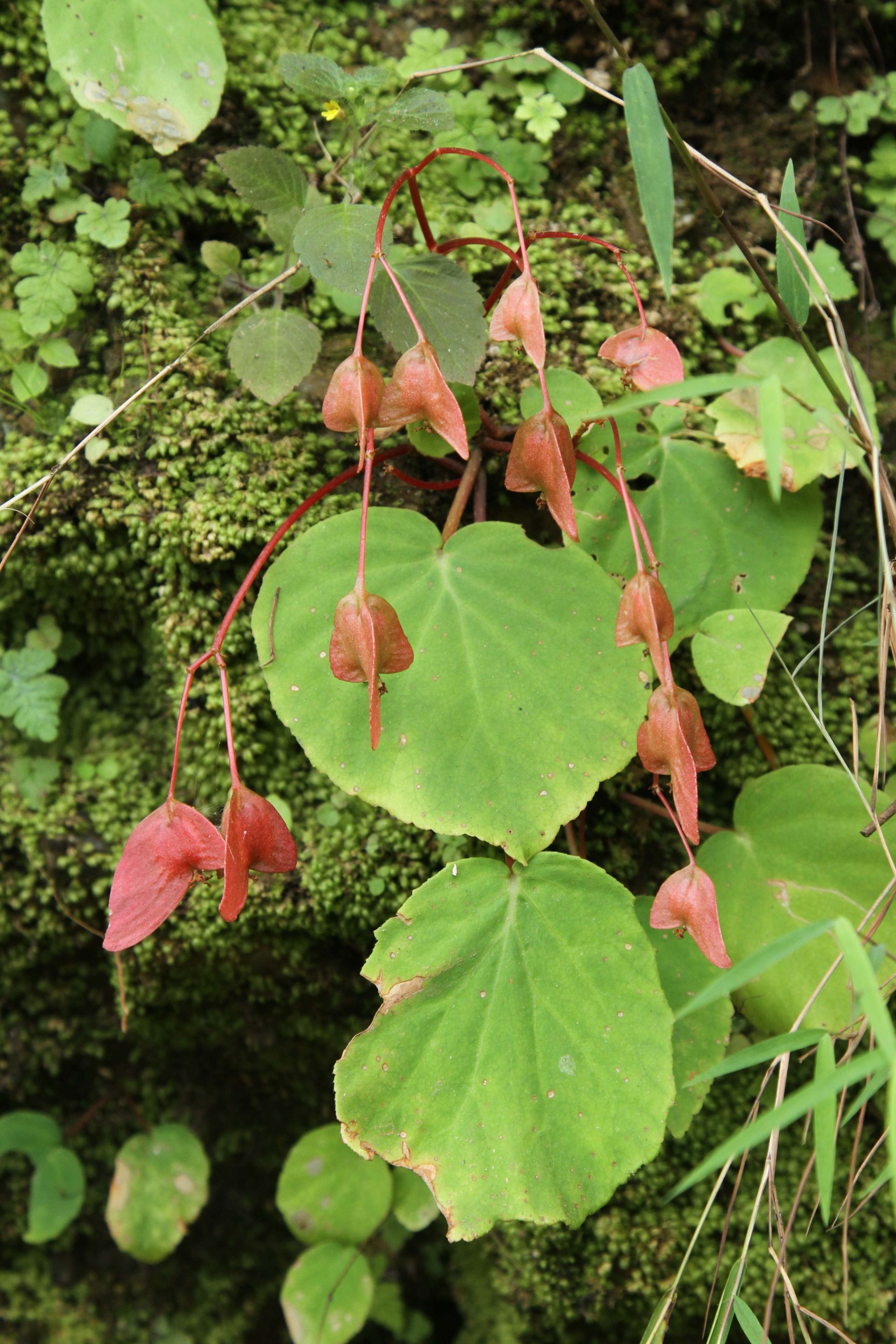 Begonia dioica — Begoniaceae