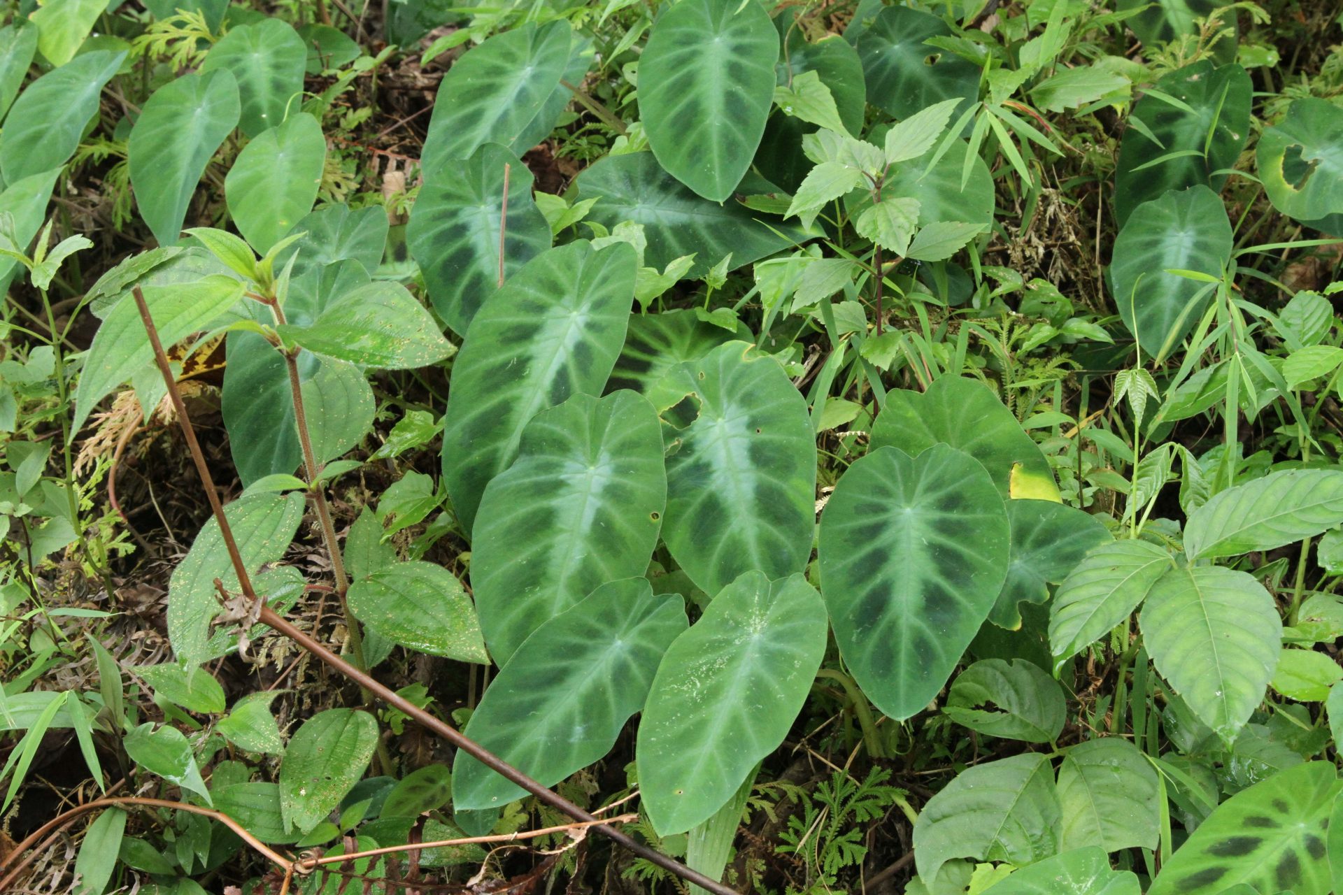 Remusatia pumila — Araceae
