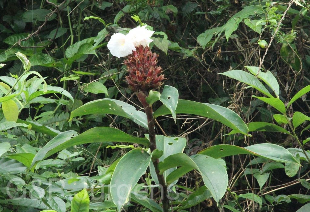 Bhutan2012 720