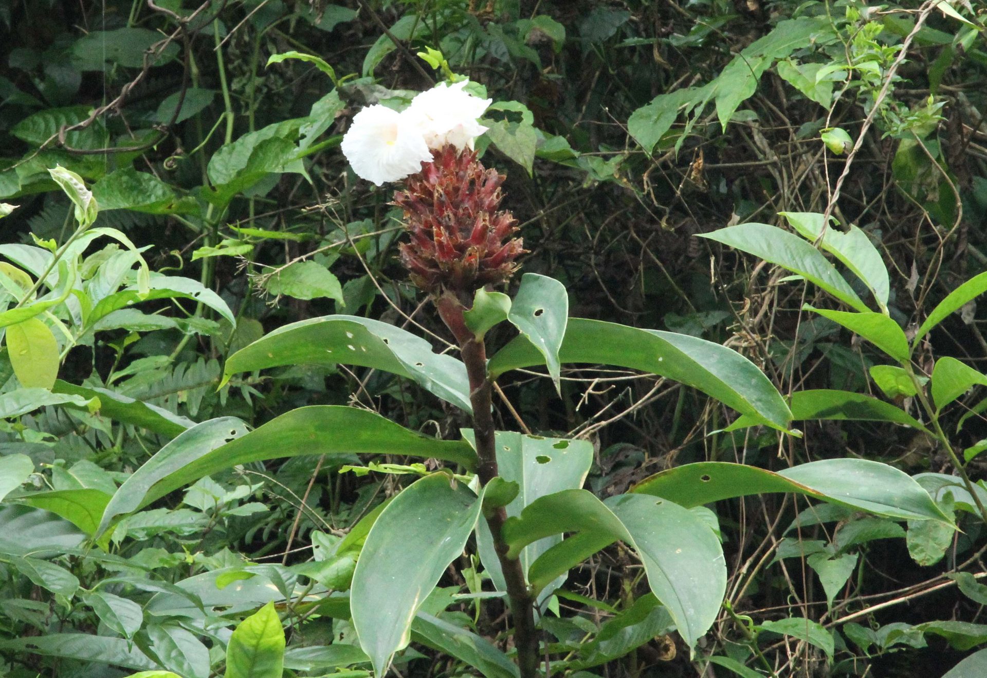 Hellenia speciosa — Zingiberacaea