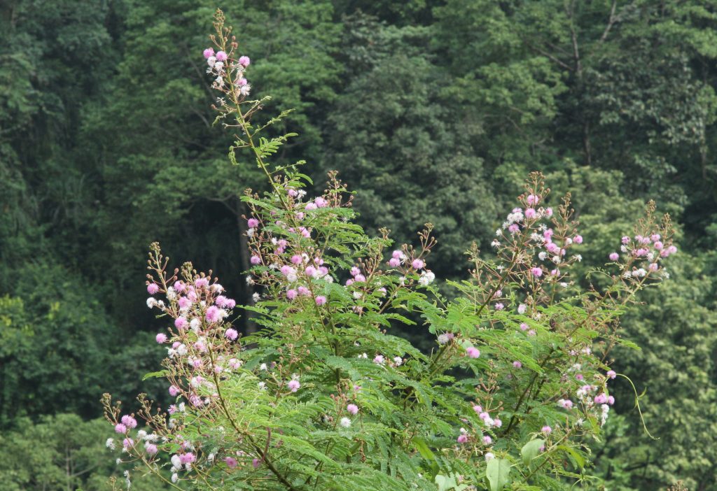Bhutan2012 723