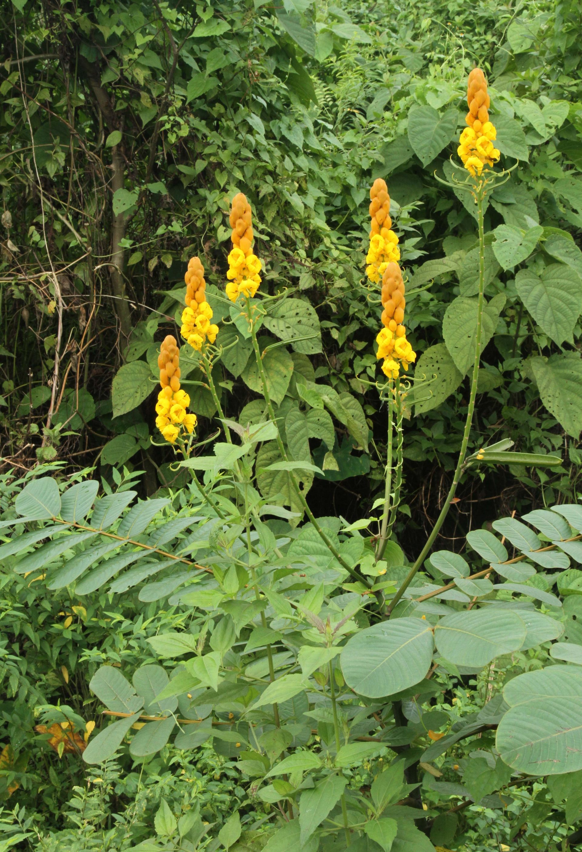 Senna alata — Fabaceae