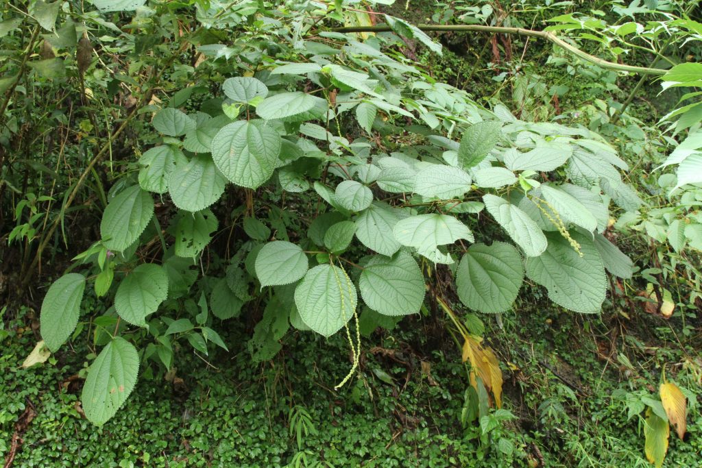 Bhutan2012 730
