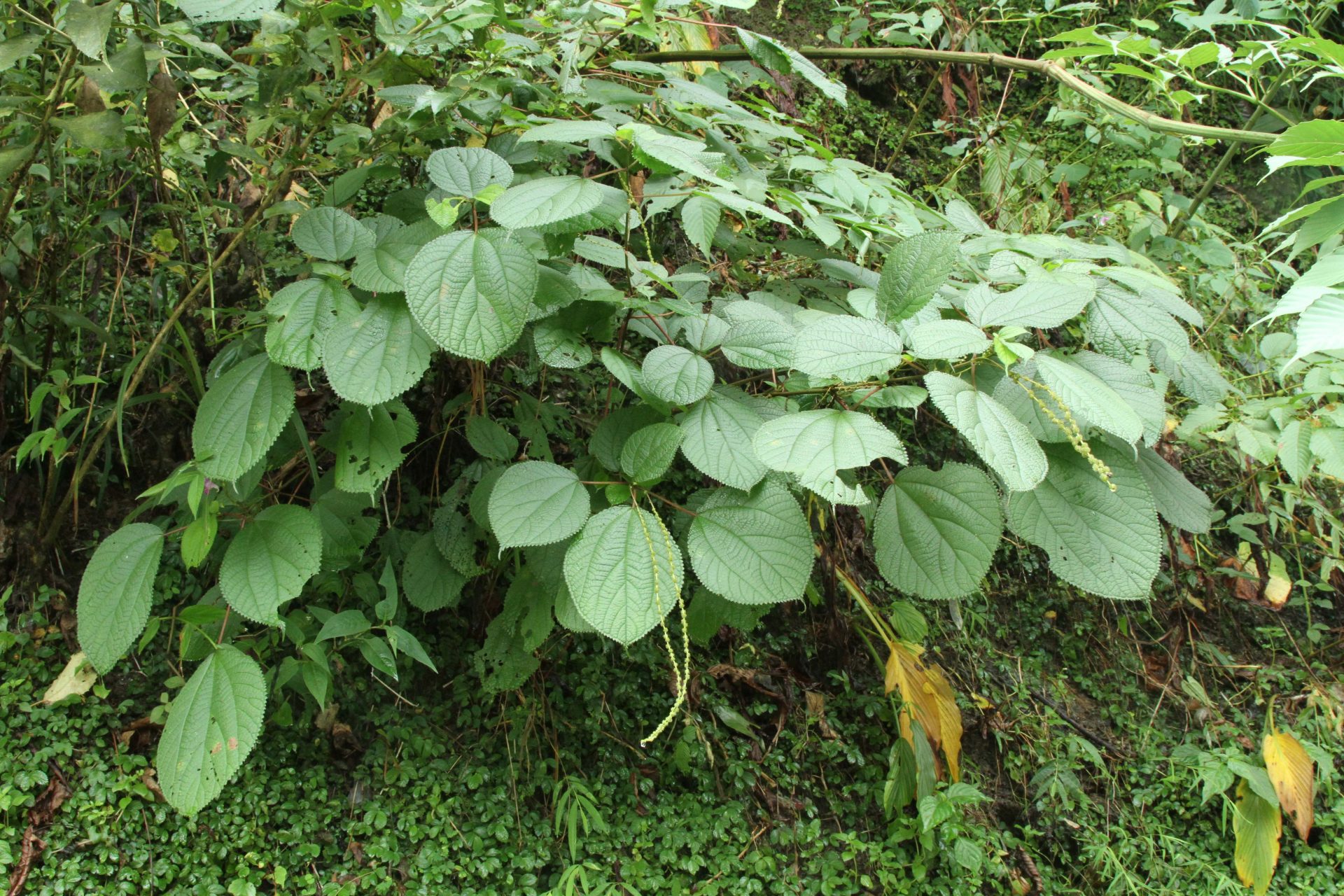 Boehmeria virgata subsp. macrophylla — Urticaceae