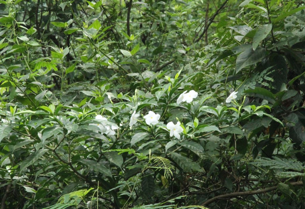Bhutan2012 732