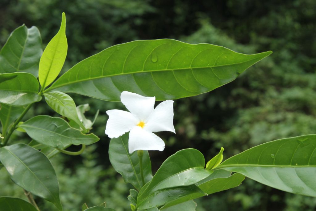 Bhutan2012 736