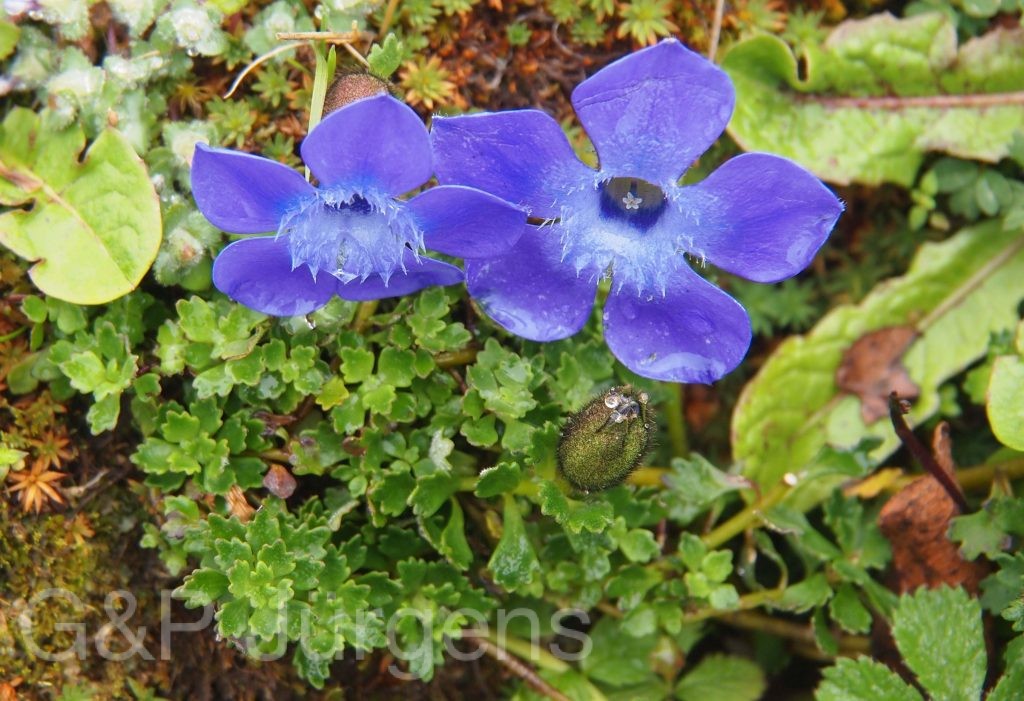 Bhutan2012 75