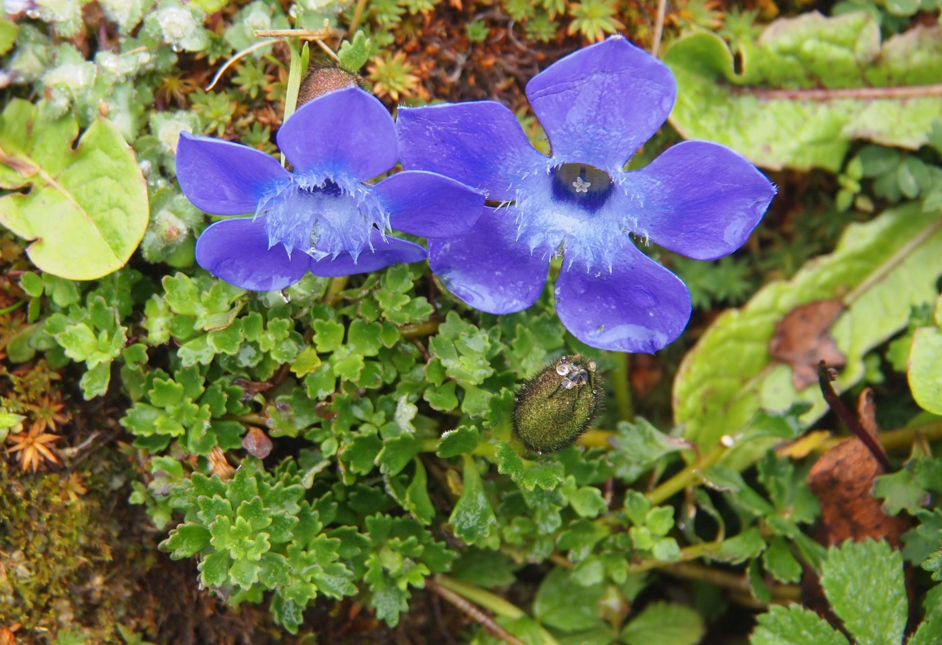 Cyananthus lobatus — Campanulaceae