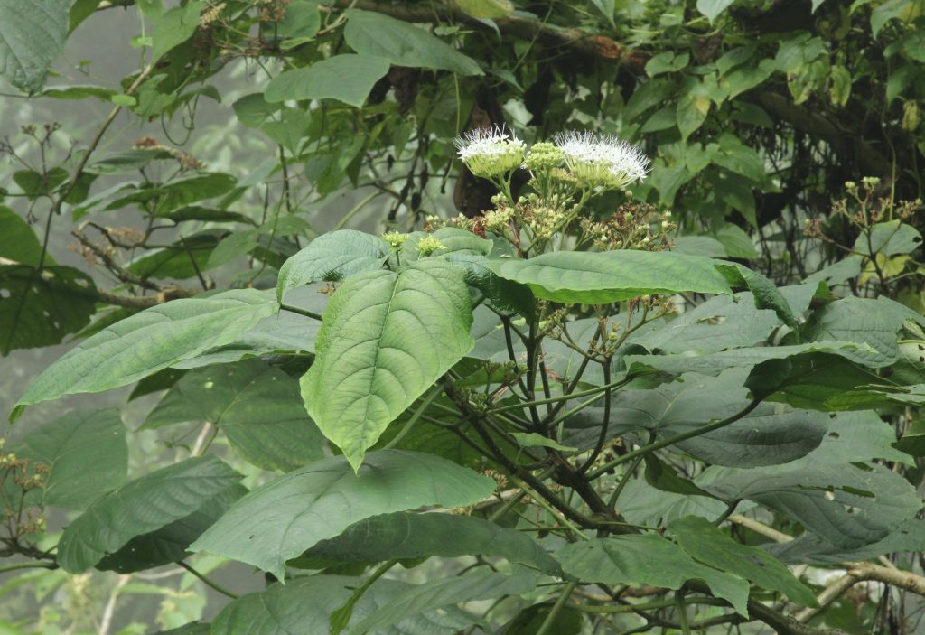 Bhutan2012 751