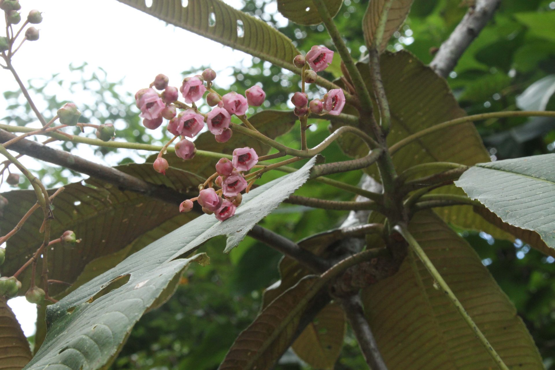 Saurauia napaulensis — Actinidiaceae