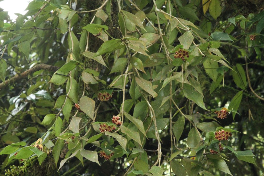 Bhutan2012 764