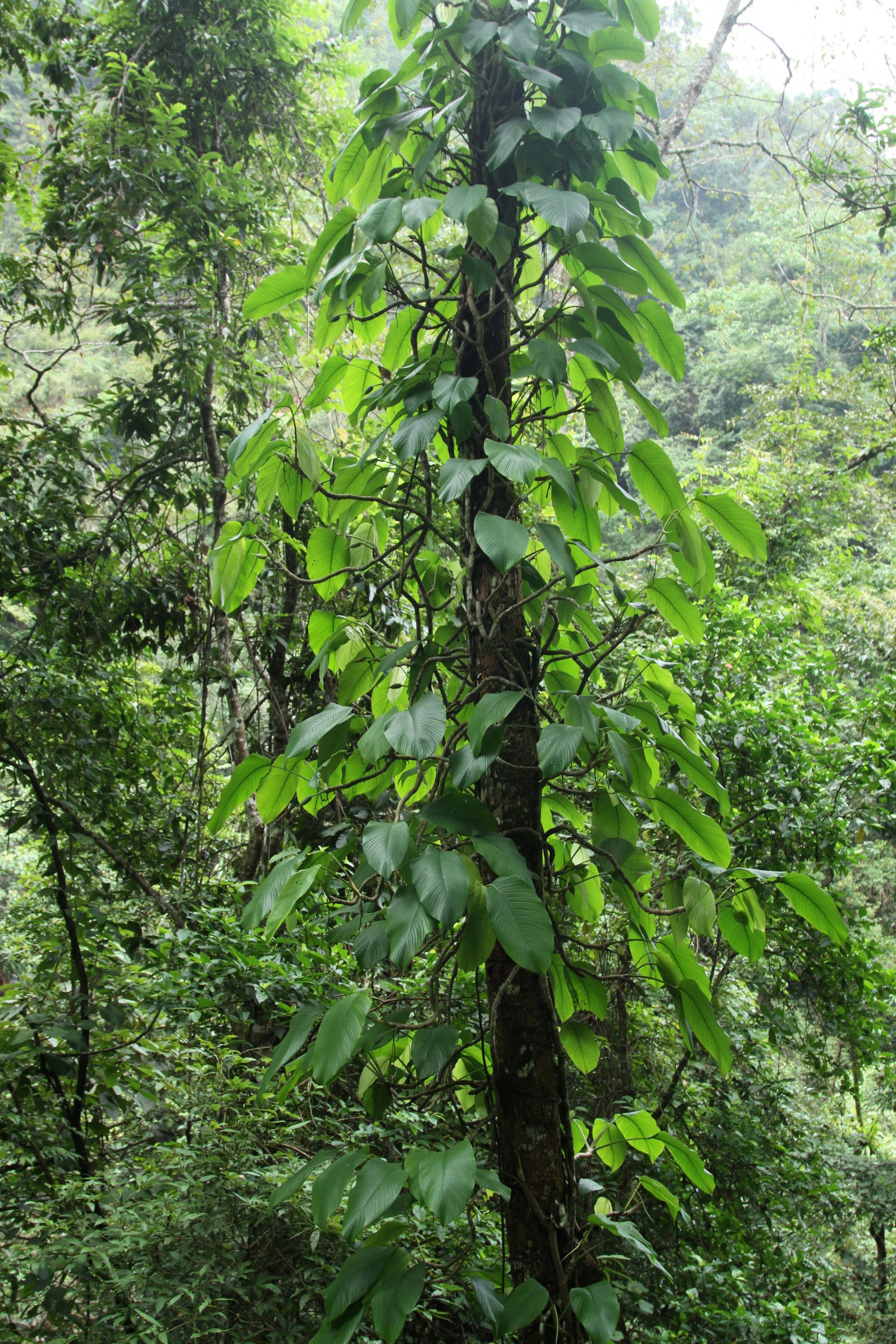 Rhaphidophora hookeri — Araceae