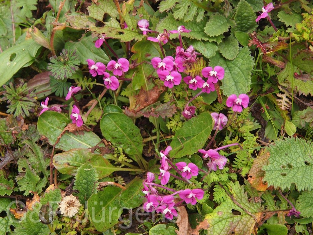 Bhutan2012 77