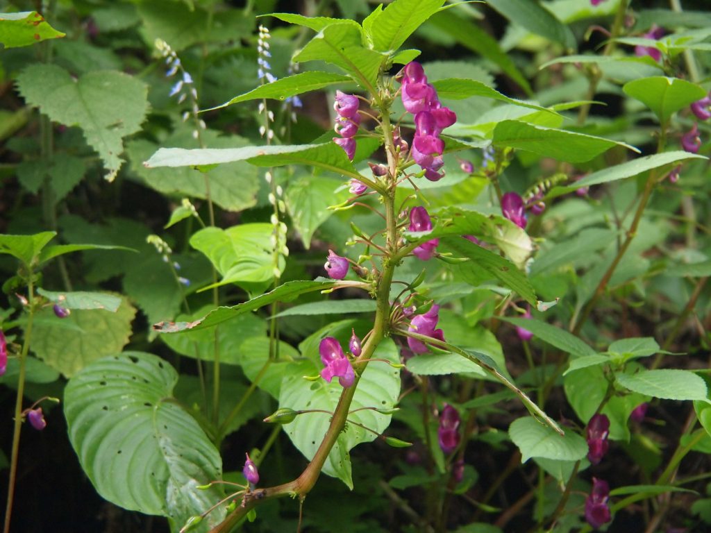 Bhutan2012 772