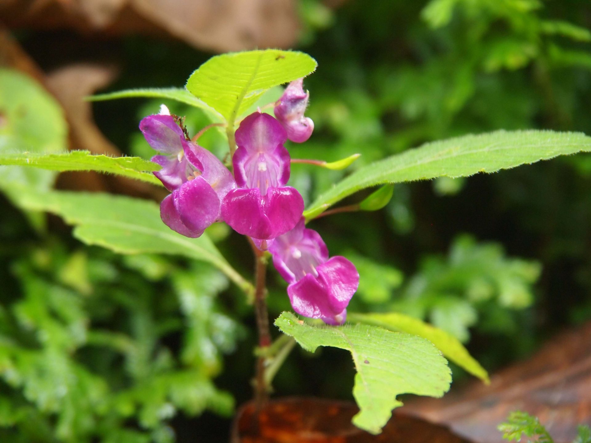 Impatiens florigera — Balsaminaceae