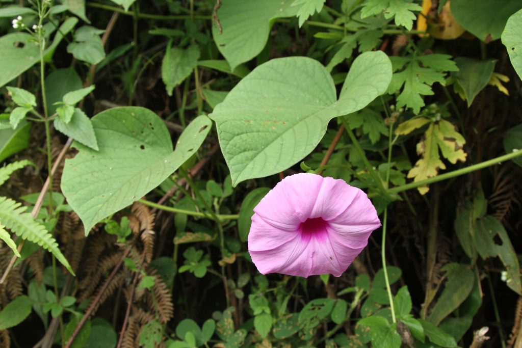 Bhutan2012 785