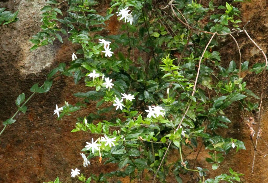 Bhutan2012 787
