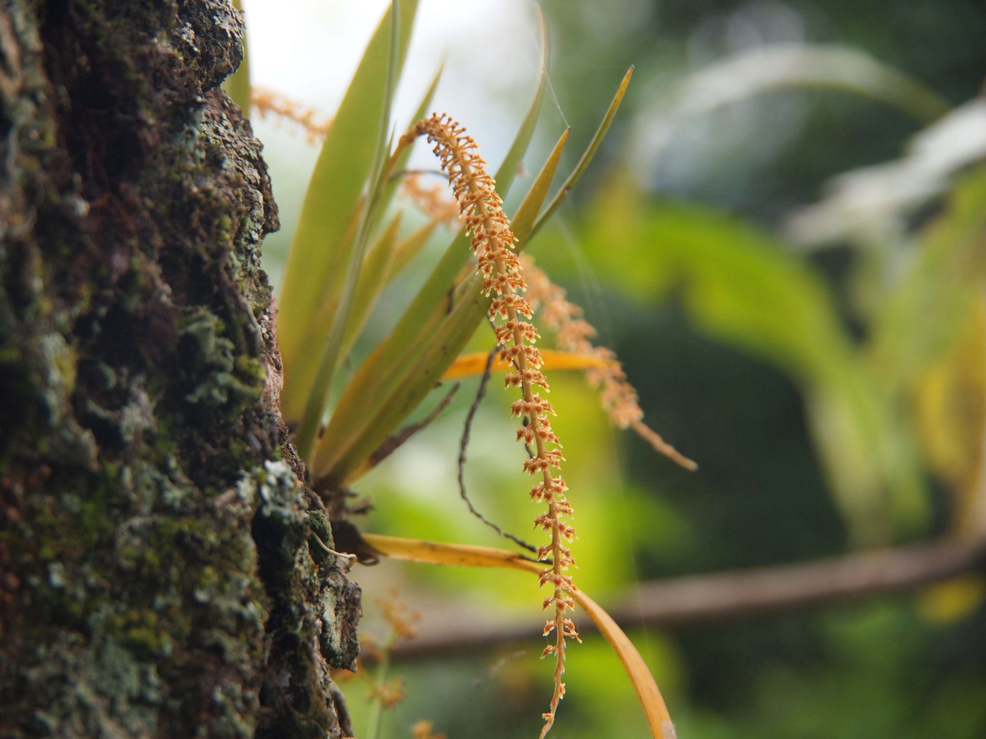 Oberonia acaulis — Orchideaceae