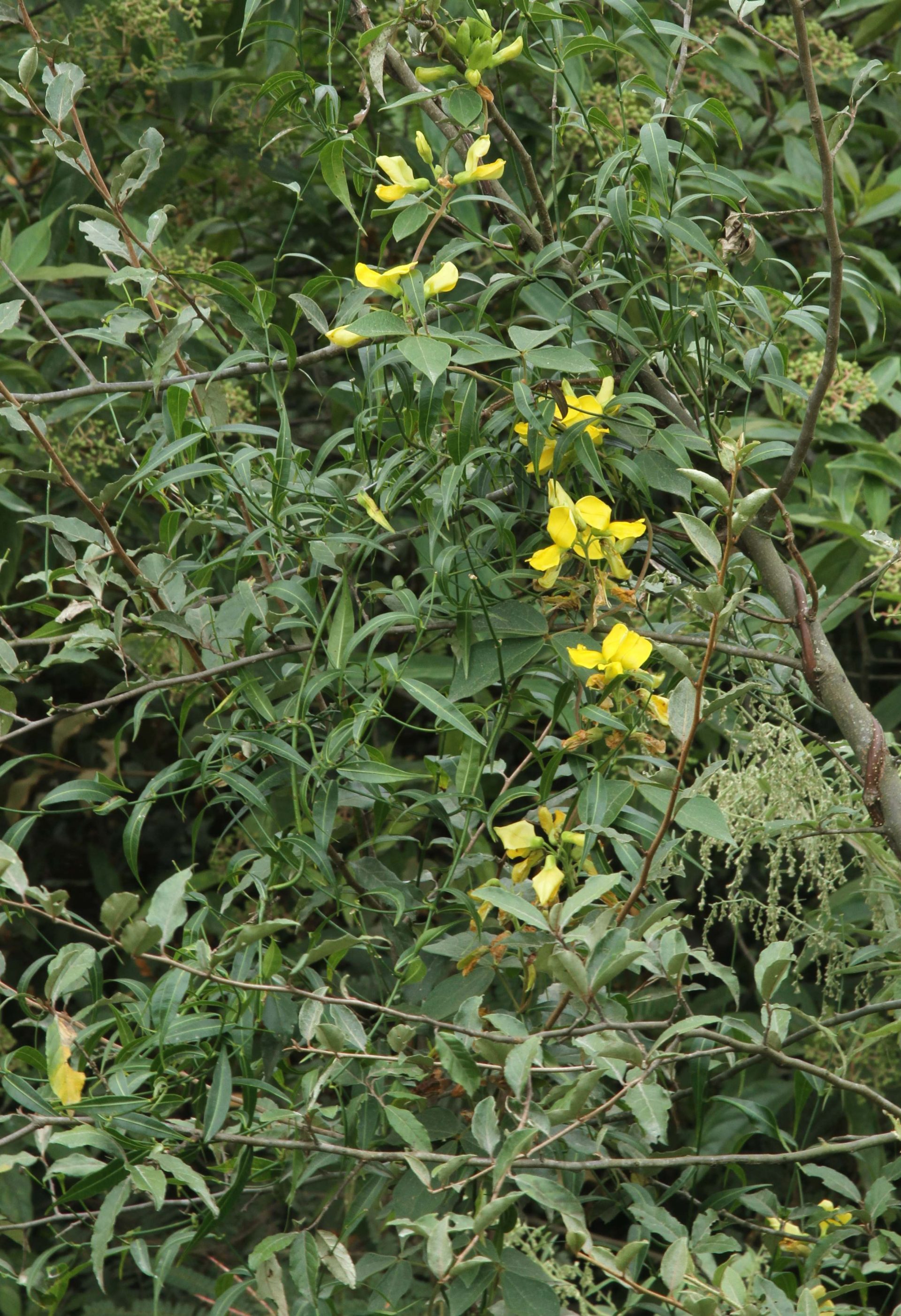 Crotalaria cytisoides — Fabaceae