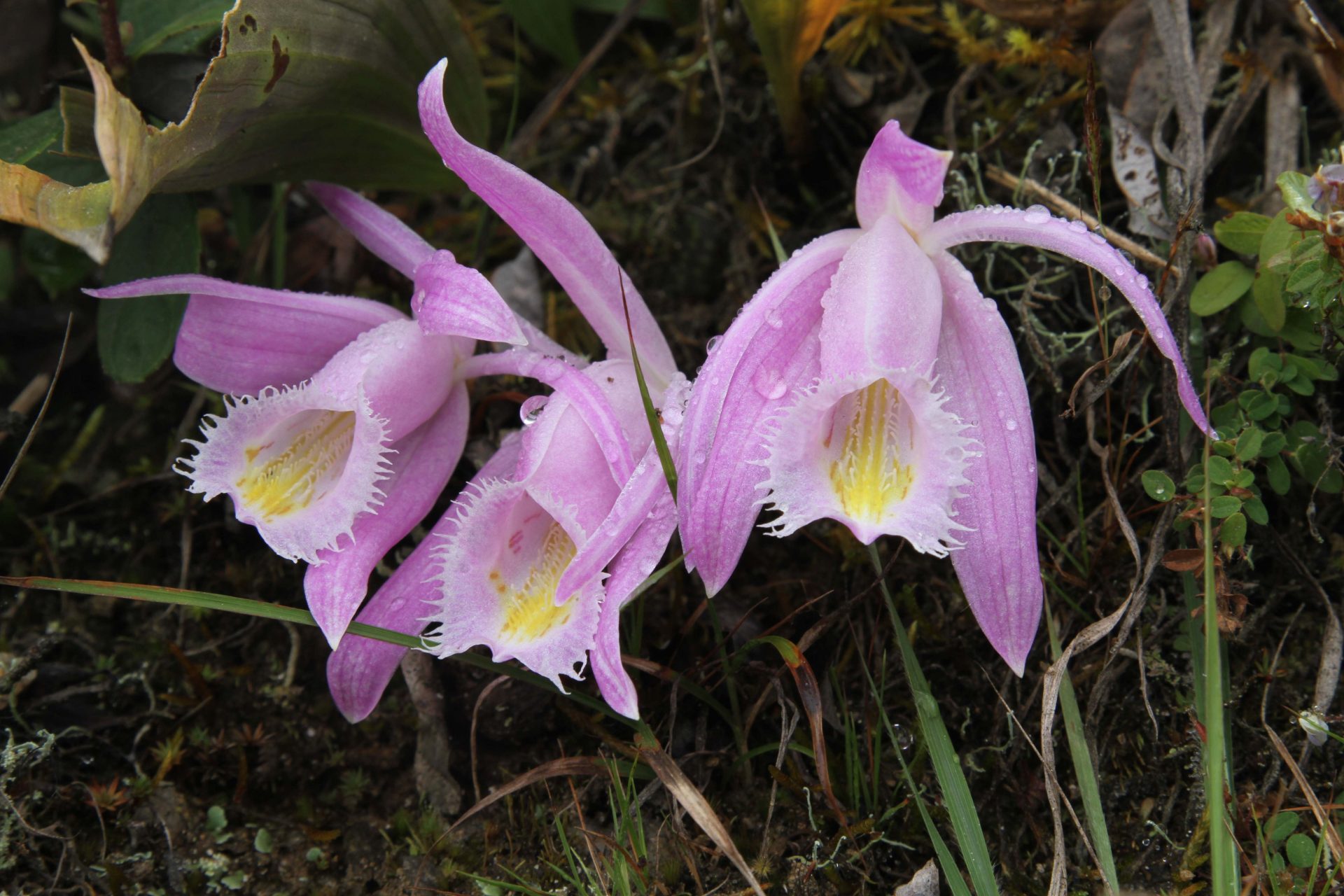 Pleione praecox — Orchideaceae