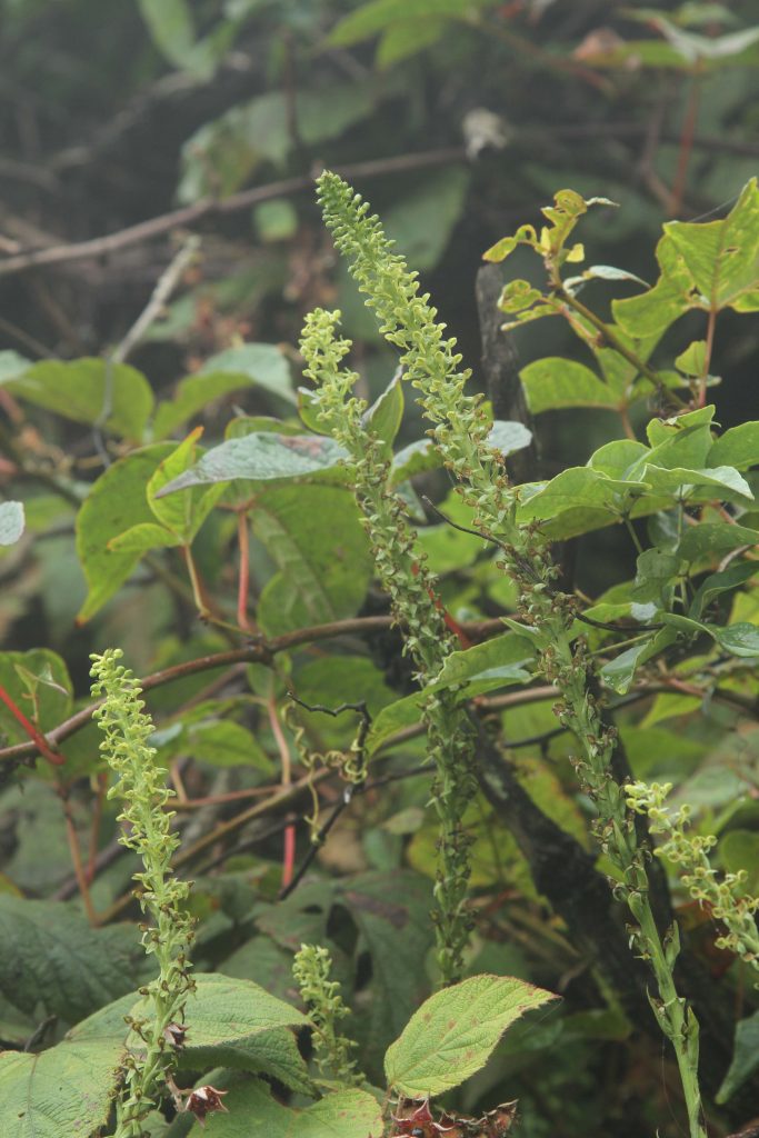 Bhutan2012 839