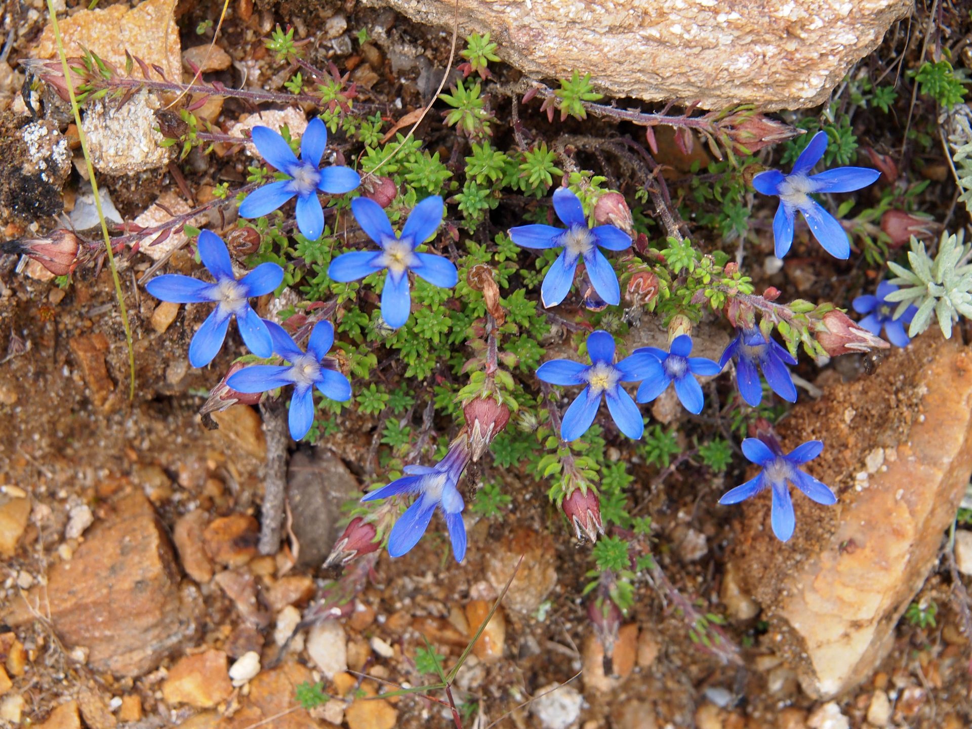 Cyananthus incanus — Campanulaceae