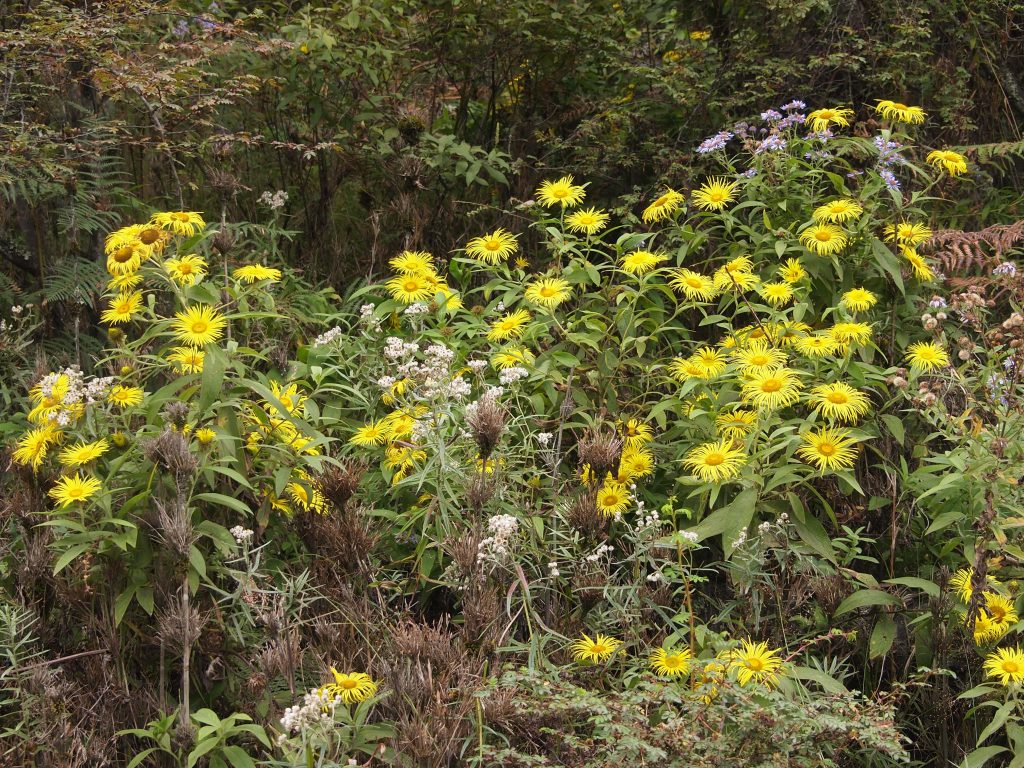 Bhutan2012 846