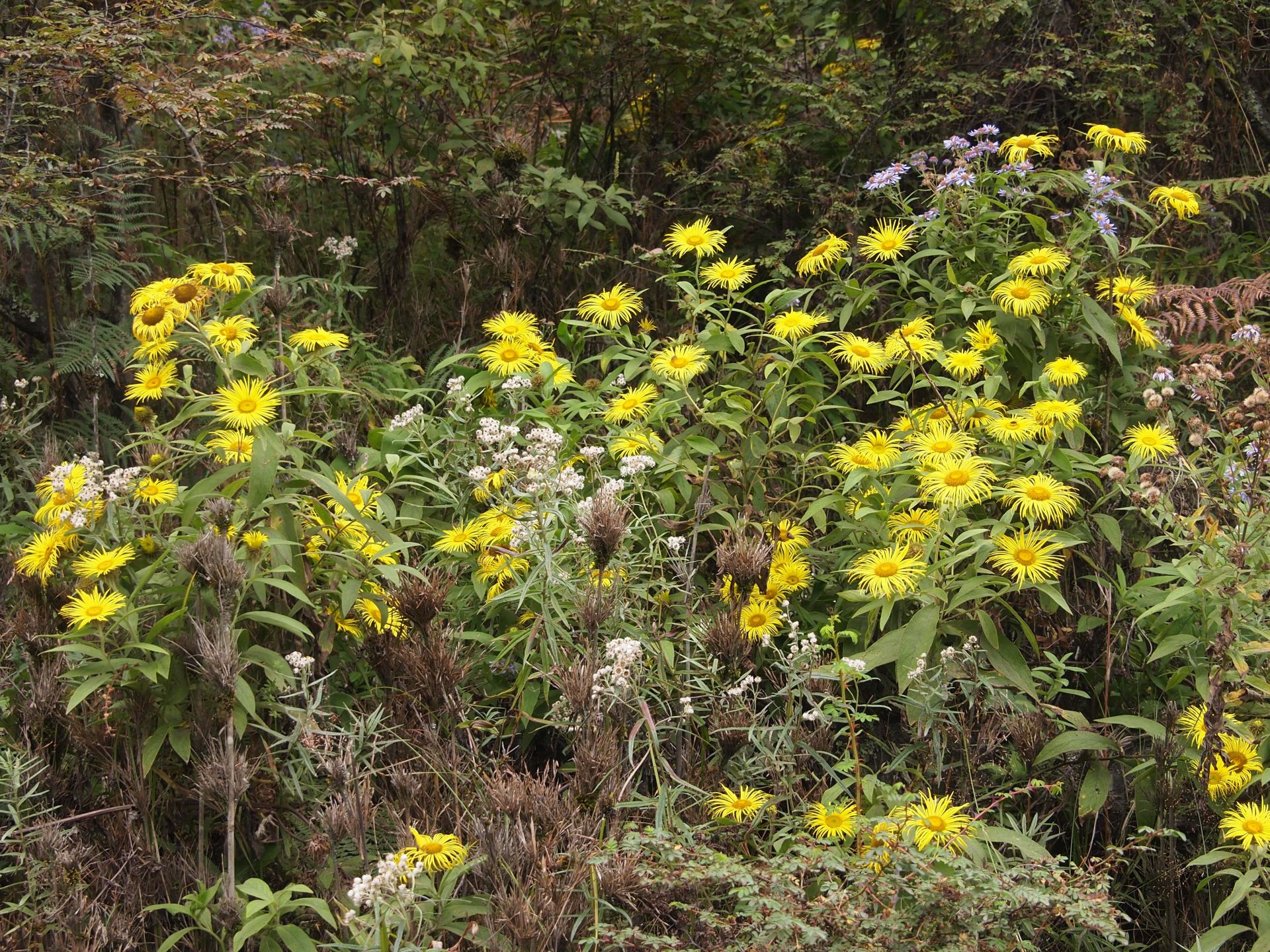 Inula hookeri — Asteraceae