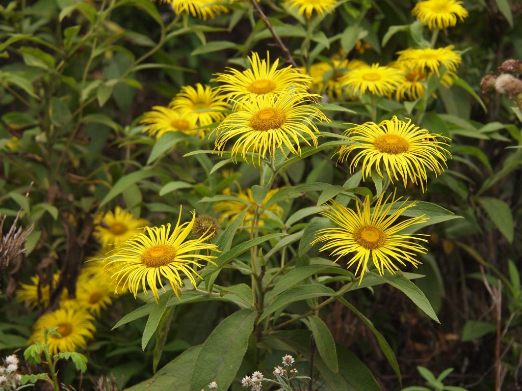 Bhutan2012 848