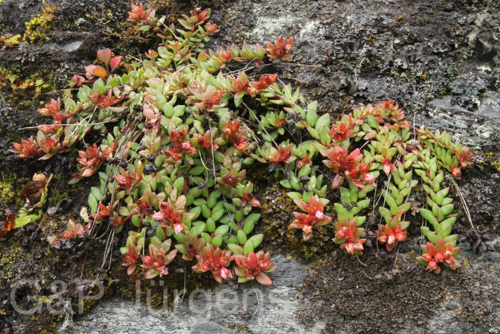 Bhutan2012 88
