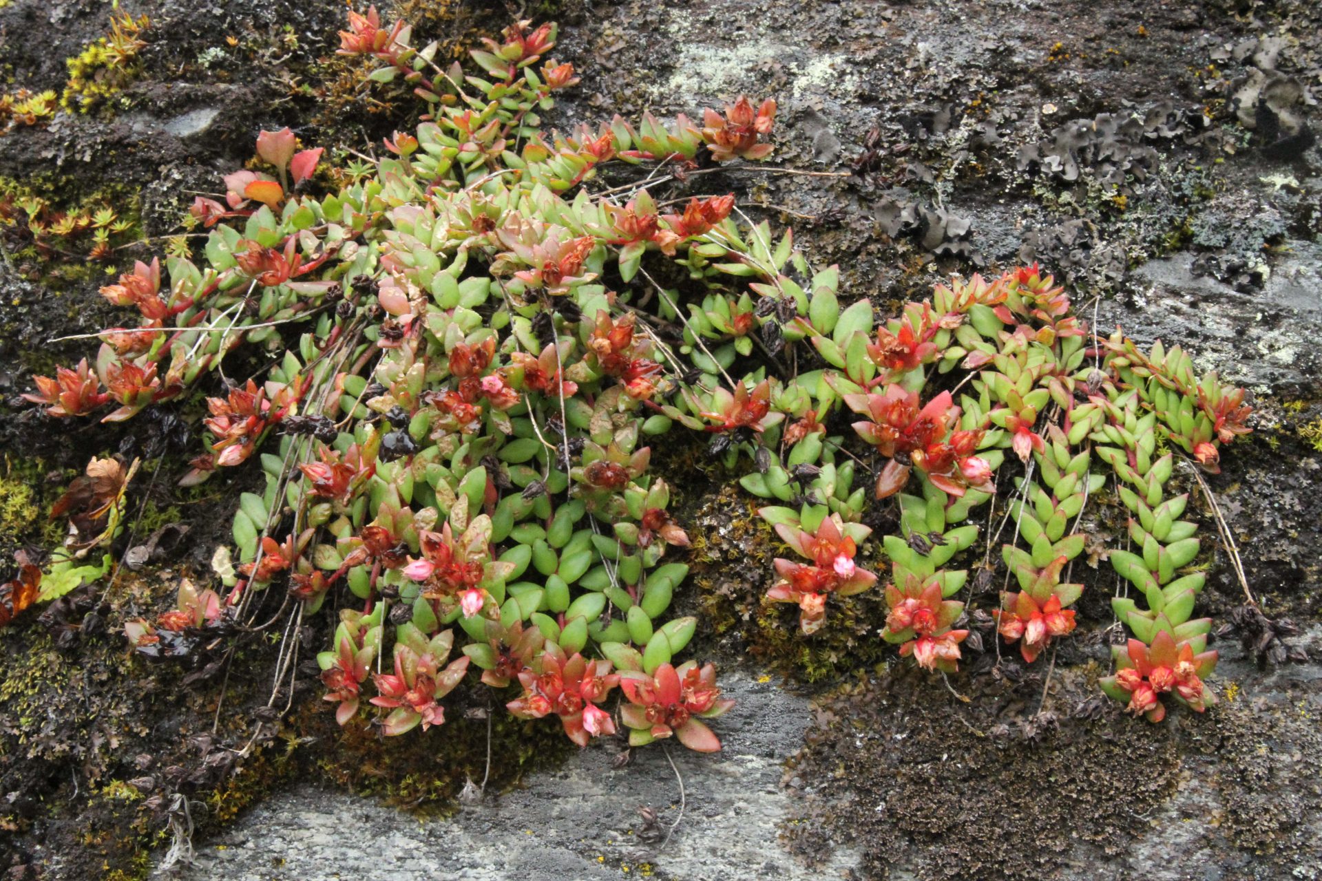 Rhodiola humilis — Crassulaceae