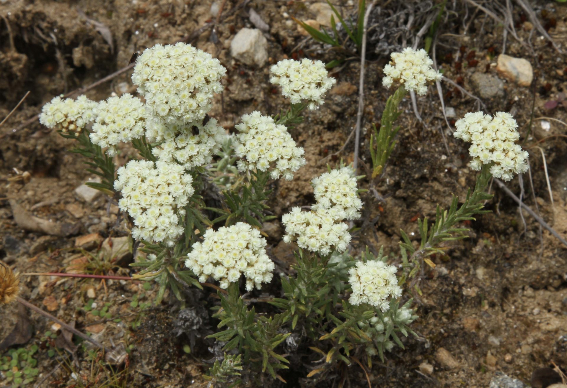 Anaphalis contorta — Asteraceae