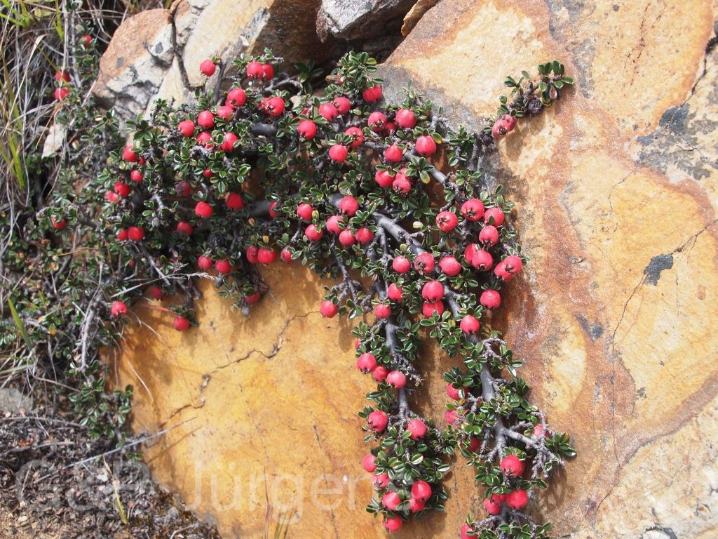 Bhutan2012 894