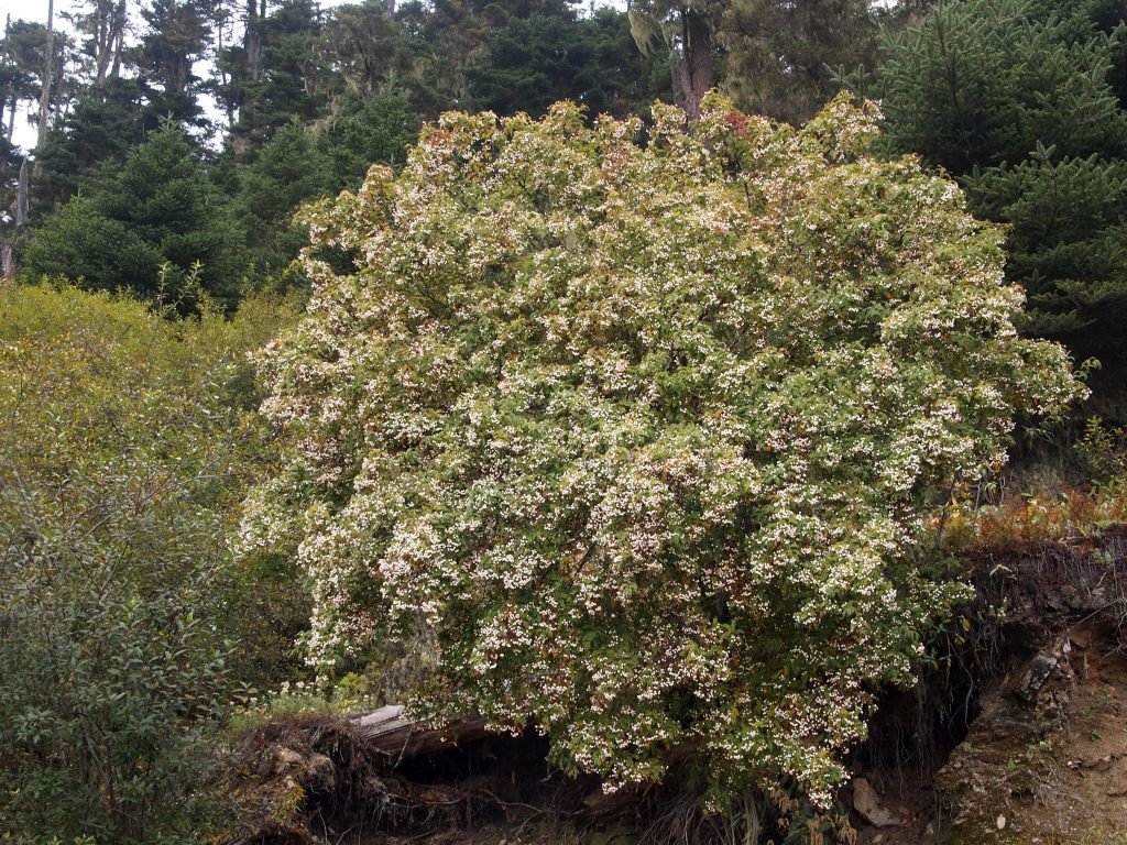 Bhutan2012 906