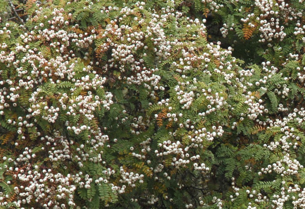 Bhutan2012 907