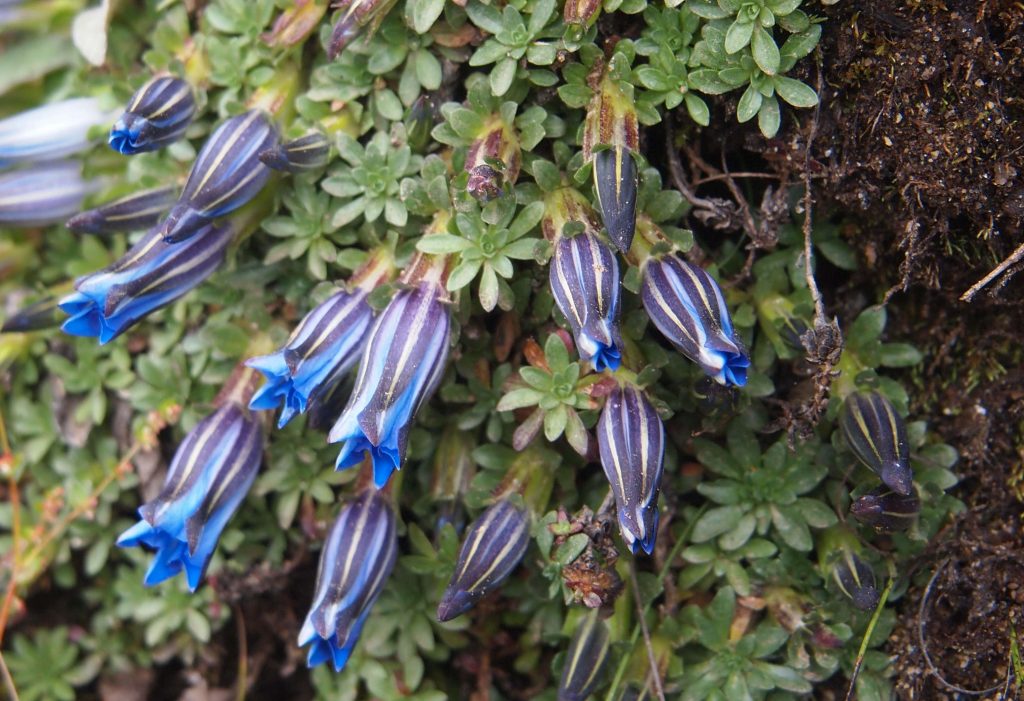 Bhutan2012 921