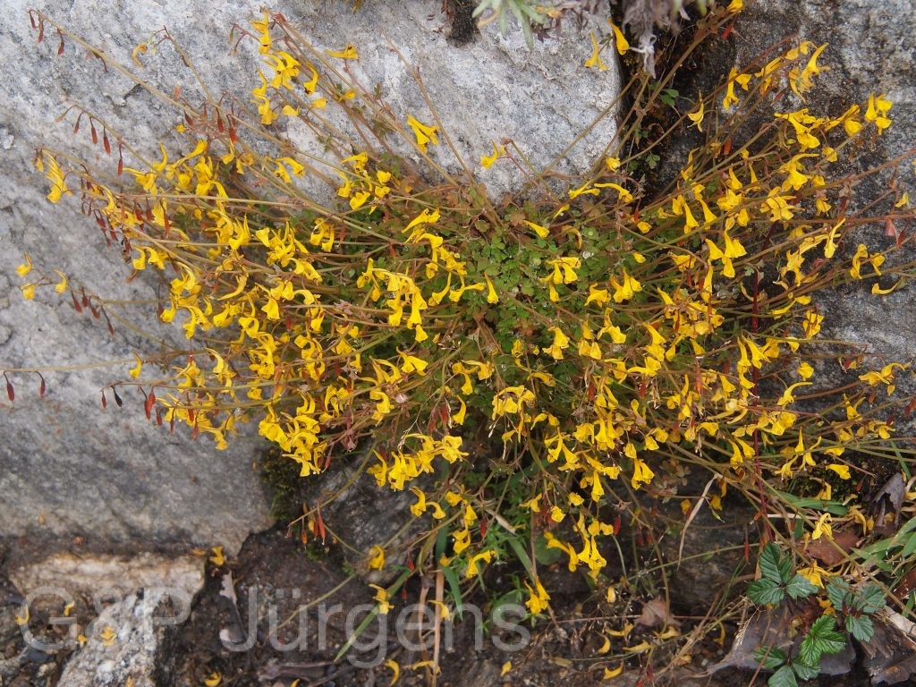 Bhutan2012 925