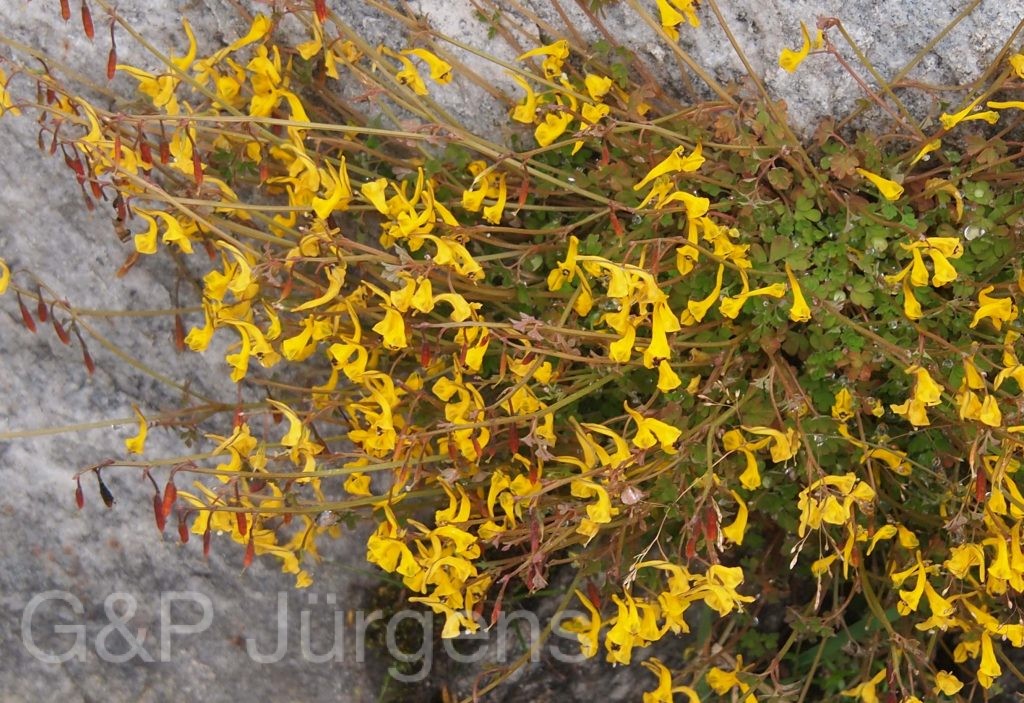 Bhutan2012 926